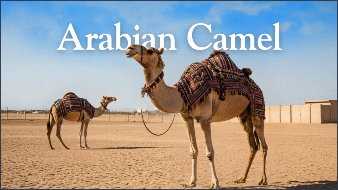 Arabian Camel Arabian Camel
