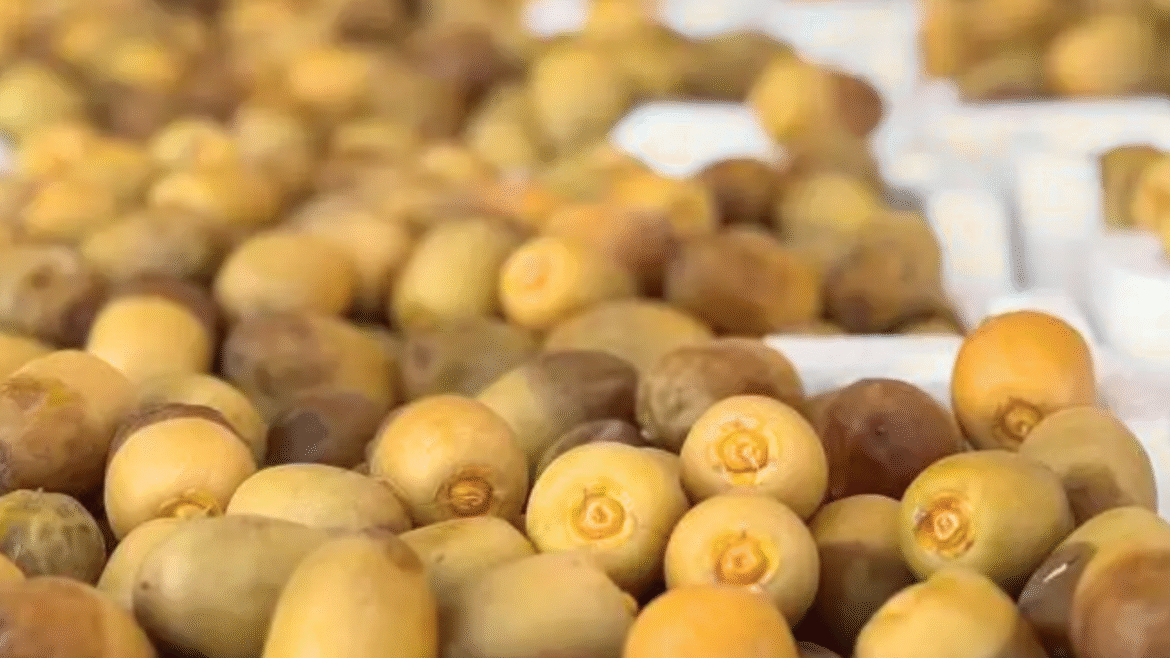 Dates Lover Saudi Markets Welcome Early Harvest from Madinah