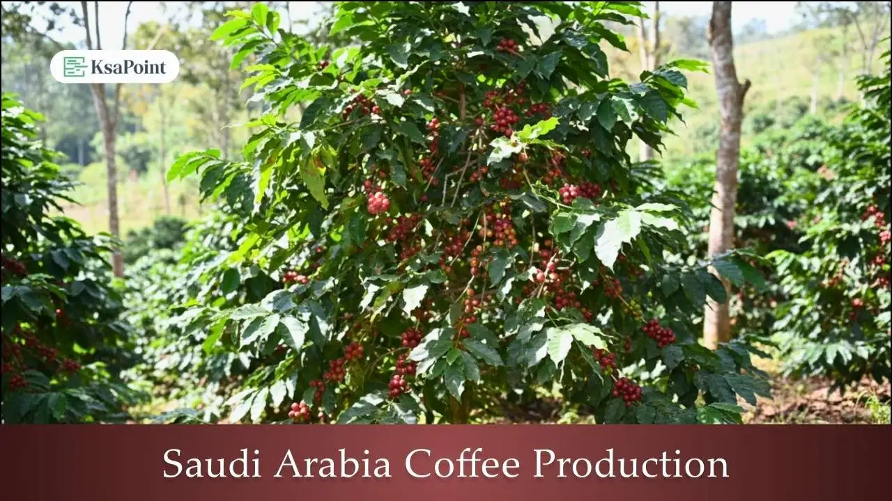 Saudi Arabia Coffee Production: Showing traditional farming methods